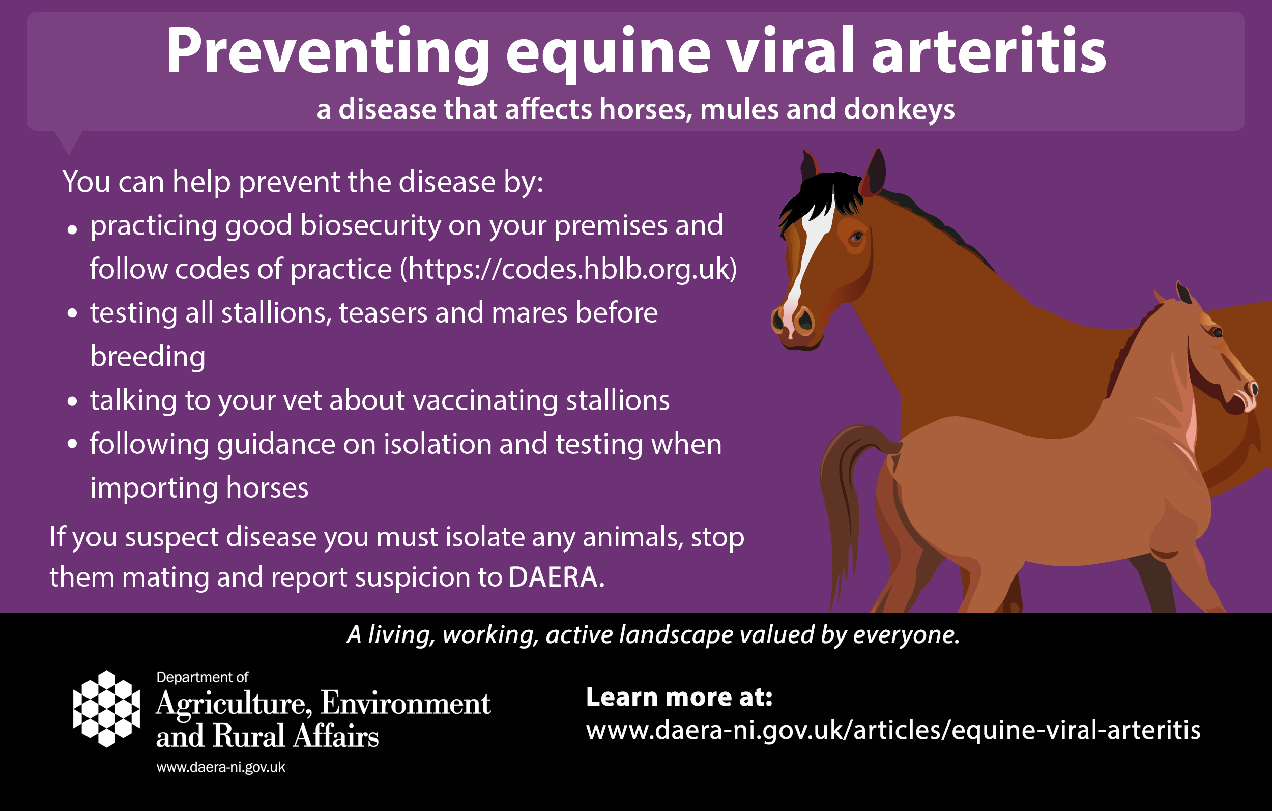 animal testing on horses