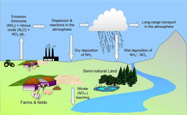 Effects of air pollution on natural ecosystems | Department of ...