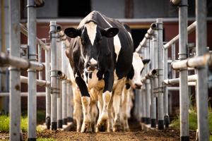 Group of cows moving between metal fence at cattle farm going outdoors for pasture.