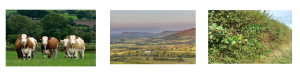 3 images Cows in a field. Two images of green shrubbery and landscape.