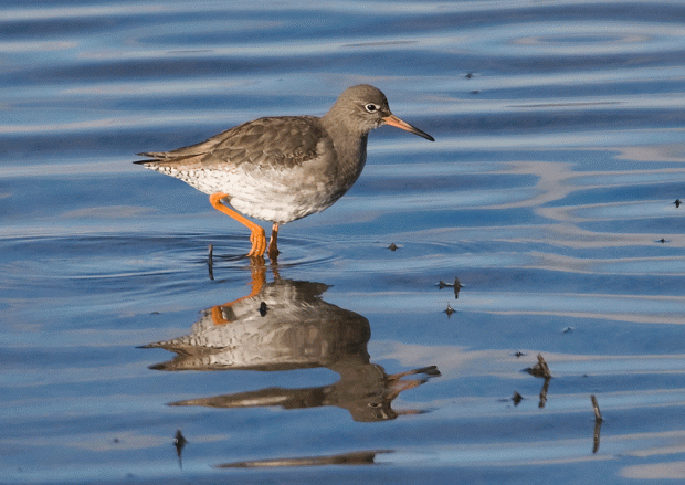 Redshank - photo by J Doherty